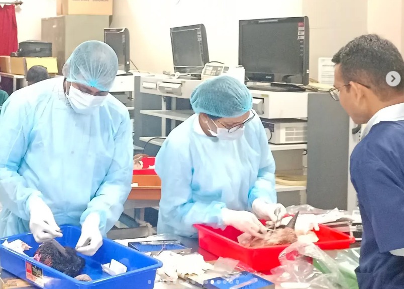 Hands On Training To Participants On Goat Head